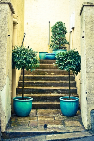 Pair of laurel plants next to concrete stepsの写真素材