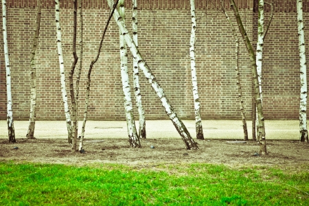 Silver birch trees against a brick wallの写真素材