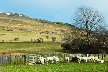 Sheep in a hillside meadow in Scotlandの写真素材