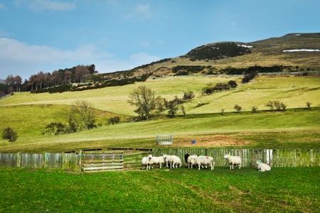 Sheep in a hillside meadow in Scotlandの写真素材