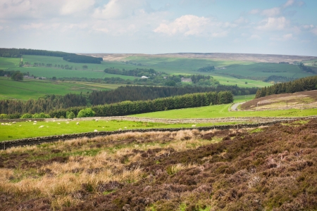 Hilly landscape in Northumberland in the summerの写真素材