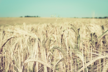 Field of wheat crop in vintage tonesの写真素材