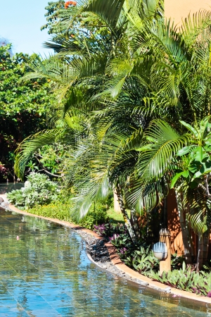 Water and trees in a tropical gardenの写真素材