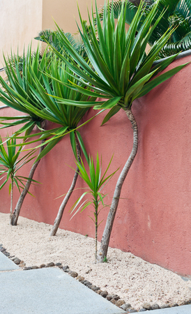 Young tropical plants in a landscaped gardenの写真素材