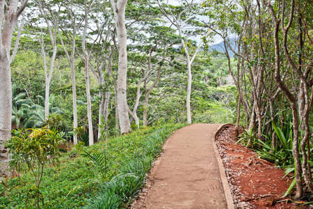 Path in the mountain forest in Mauritius