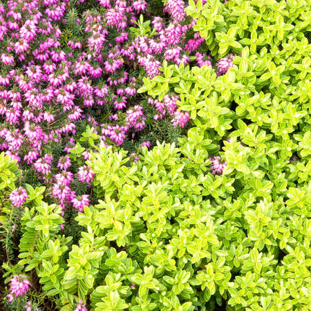 Heather plant as a detailed background imageの写真素材
