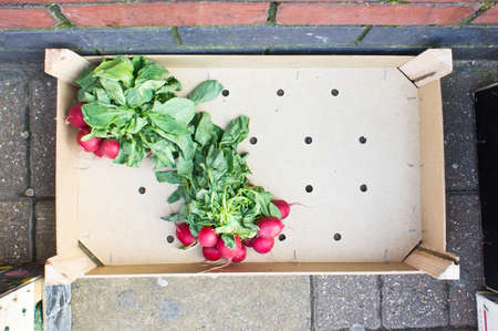 Two bunches of radishes in a crateの写真素材
