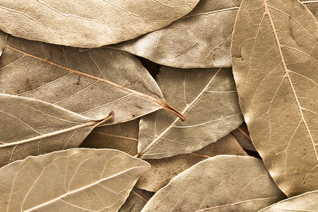 Close up of dried bay leaves as a backgroundの写真素材
