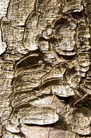 Textured tree bark as a detailed background