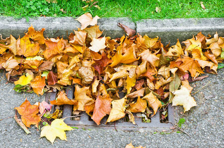 Fallen autumn levaes covering a drainの写真素材