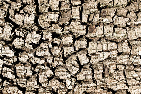 Deatil of old tree bark as a textured background