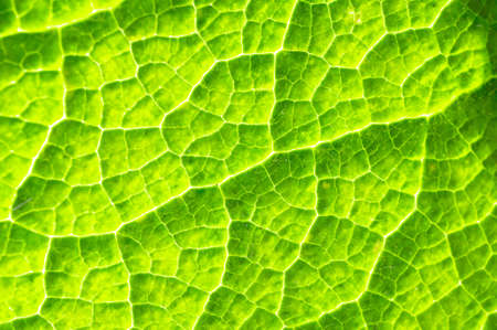 Close up of part of a leaf with backlighting revelaing the detailed textureの写真素材
