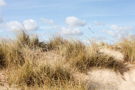 Grass on a sand dune against a blue skyの写真素材
