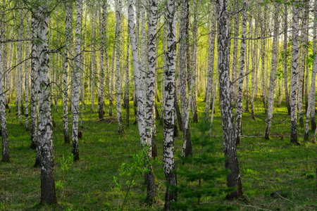 Birch forest in the rays of sunset on the springの写真素材