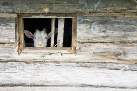 White cat looking out the window of a wooden constructionの写真素材