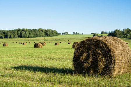 Bales of hay on a green glade