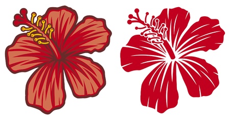 Beautiful red hibiscus flowerのイラスト素材