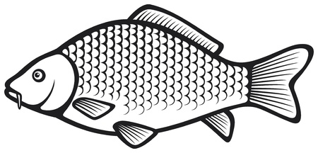 Carp fish (Common carp)のイラスト素材