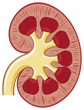 human kidney medicine anatomy  kidney in a cut のイラスト素材