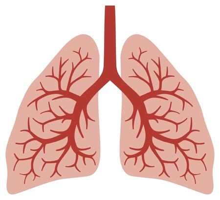 human lungs  bronchial system, human organs, lungs anatomy 