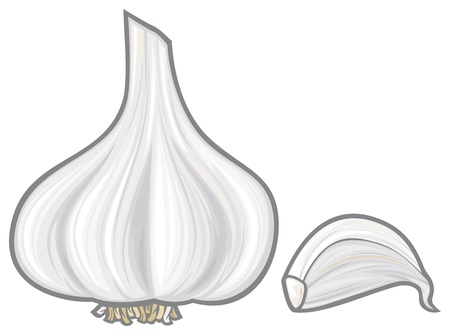 garlicのイラスト素材