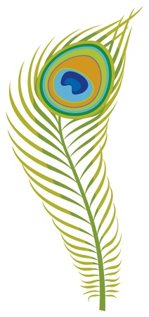 peacock featherのイラスト素材