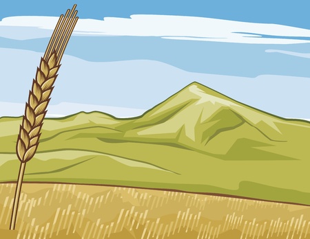 golden grain-field  wheat のイラスト素材