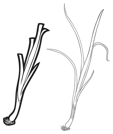 fresh green onionsのイラスト素材