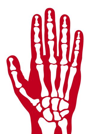 human skeleton hand vector human hand bonesのイラスト素材