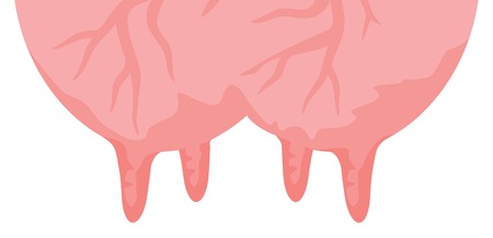 cow udder vectorのイラスト素材