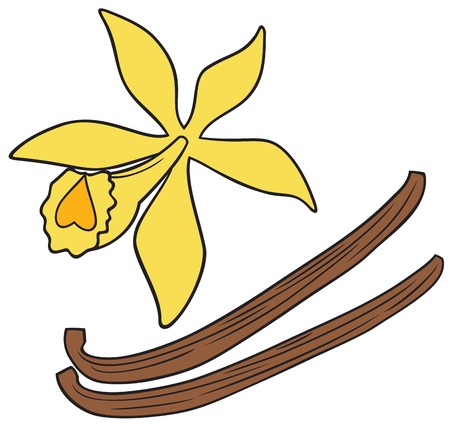 vanilla pods and flower vector illustrationのイラスト素材