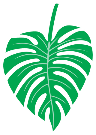 Leaf of Monstera - tropical plant vector illustrationのイラスト素材