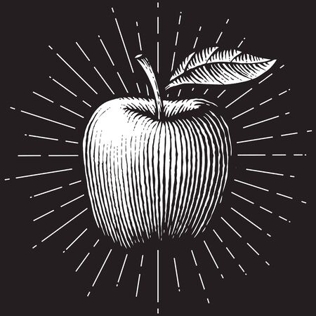 apple - vintage engraved vector illustration (hand drawn style)のイラスト素材