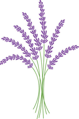 Lavender plant bouquet color vector illustrationのイラスト素材