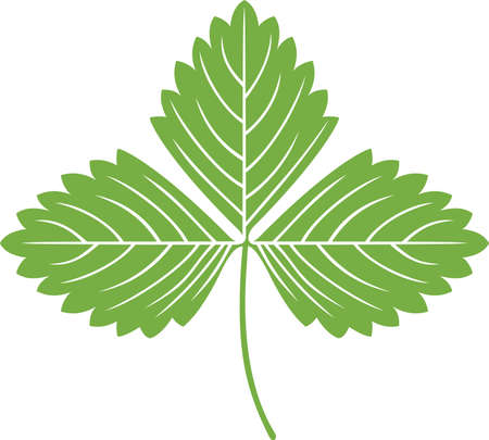 Strawberry green leaf vector illustrationのイラスト素材