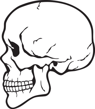 Human skull profile vector illustrationのイラスト素材