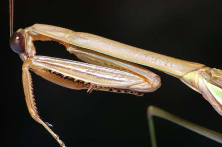 Killer mantis side view