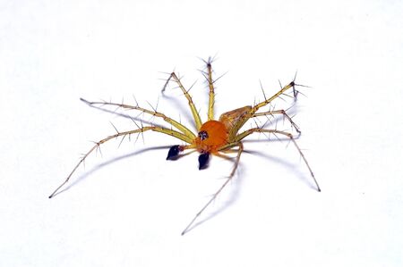 A spider