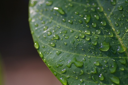 Leaf after rainの写真素材
