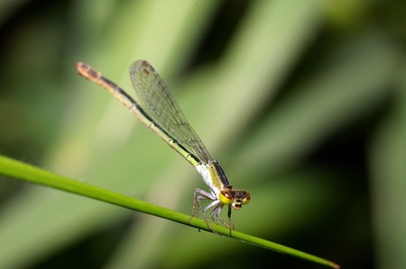 Small damselfly