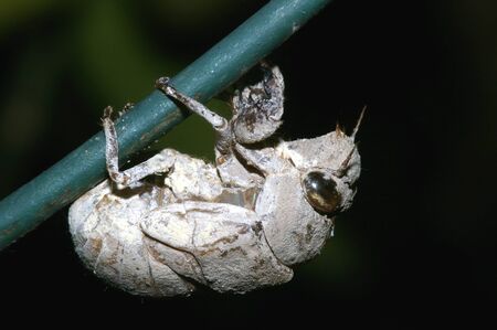 Cicadas case
