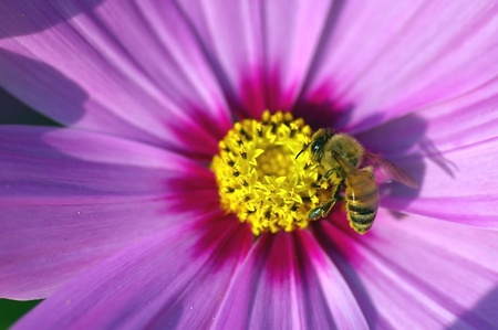 Bee and violet cosmosの写真素材