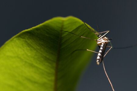 Mosquito on the leaf