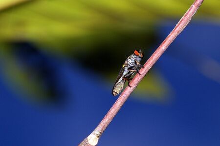 Robber fly and blue skyの写真素材