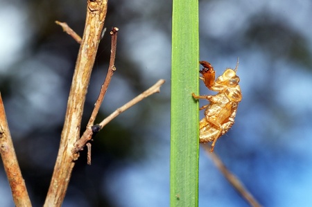 cicadas case in tropical forestの写真素材