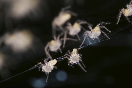 New born spider in the hiveの写真素材