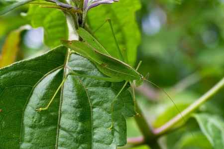 Long horn grasshopper on the tree leaf