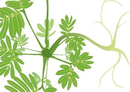 mimosaのイラスト素材