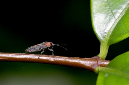 A small bug or hemiptera on the leaf branch