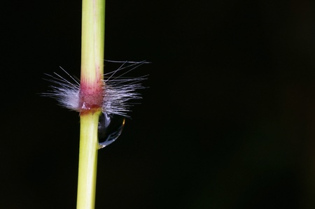 small rain drop at the grass nodeの写真素材